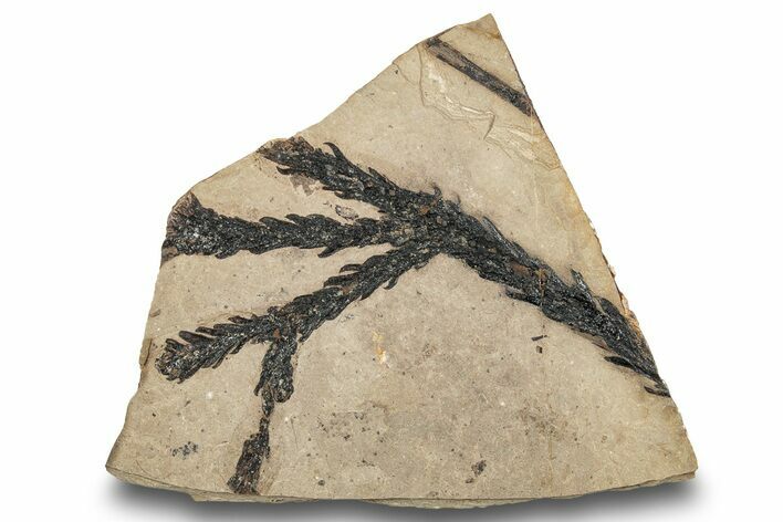 Fossil Leaf (Cunninghamia) Plate - McAbee, BC #248798